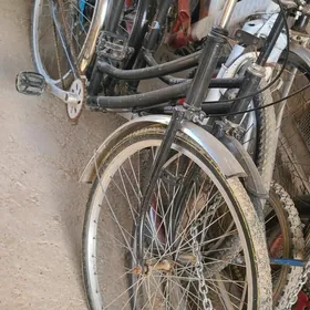 welsepet tigir welsopet kama w