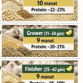 Towuk juyje bedene imleri bar