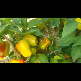 Şitil Badam bulgar Hiýar pomod