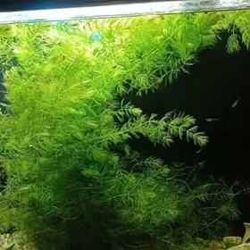 ГУППИ разные и недорого!!!