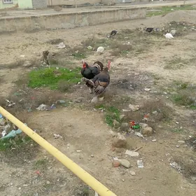 еркек индук хораэ