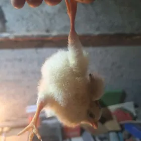 Taskenskiy Gigant juyjeler