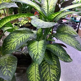 домашний растения