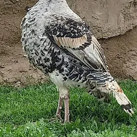 Induk ýaş elin bakylan 8 kg