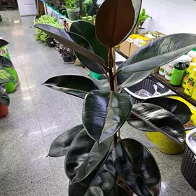 фикус чёрный принц