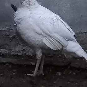 Big 6 induk ýaş daýaw horaz