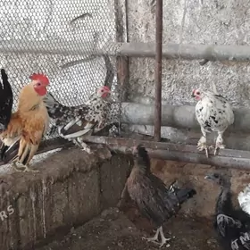 Towuk Horaz Karlik Serama.