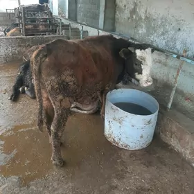 окиз гибрит