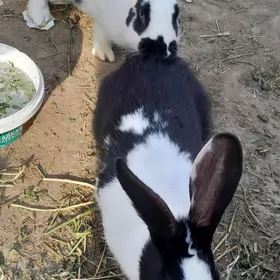 Pol welikan towşanlar