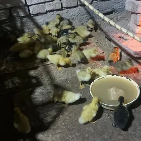 gak gak ýaşylbaş jüýje