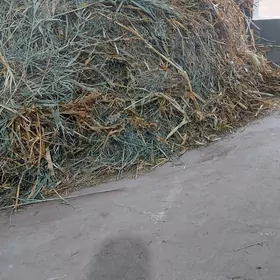 mallar ücin haşal ot