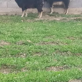 Gysyr geçi we goýun