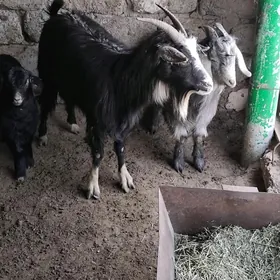 OWLAKLI GÈÇI ÇEWIȘ