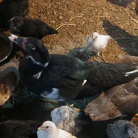 erkek indautga 4aýlyk