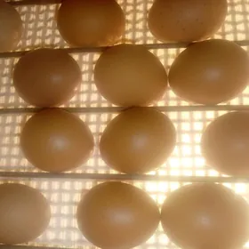 Lohman braun yumurtga