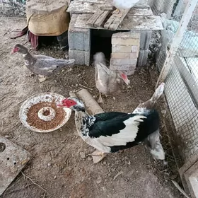 𝑖𝑛𝑑𝑢𝑠𝑘𝑎 𝑜𝑟𝑑𝑒𝑘