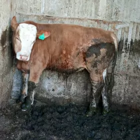 simntal gibryt öküz