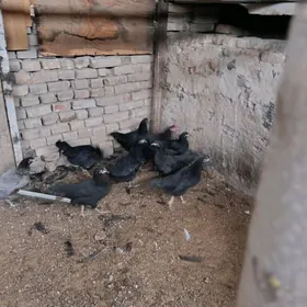 товук туркмен