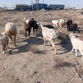 kuzllar we kuzulu koynllar