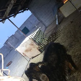 Bakynar yaly gysyr geci