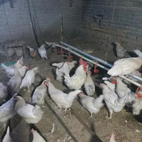 Lamanbraun towugyñ yumurtgasy