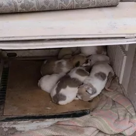 it tuzik tulajyk güjükler