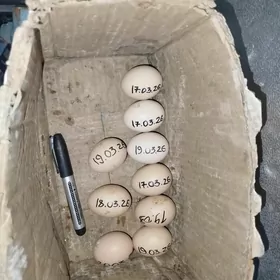 Yumurtka bayes gigant