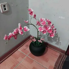 TÄZE ARASSA GÜL 🧿🧿