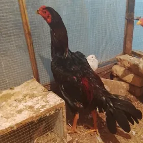 BAÝSOW ADMEN DINAMLY WLIKBILEN