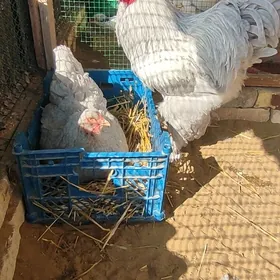 Brama Lawanda arassa tohum