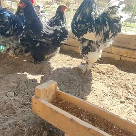 Brama Mramor arassa tohum