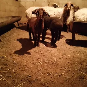 awlakly geçi we guzuly goýun