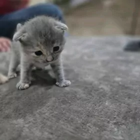 продаем котят