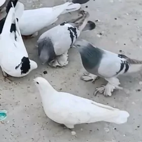 kepderi, голуби