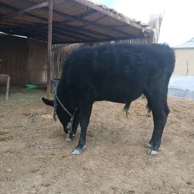 Gara okuz şwes tohum