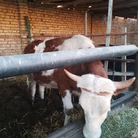 татар симентал