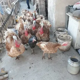 индюгун юмурталары