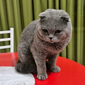 британский котик