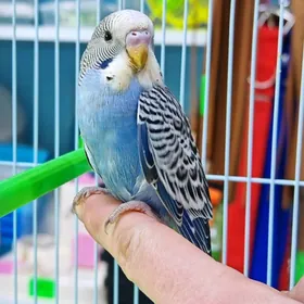 Попугай popugay totyguş