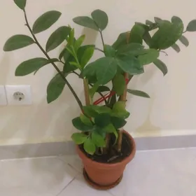 растение фикус