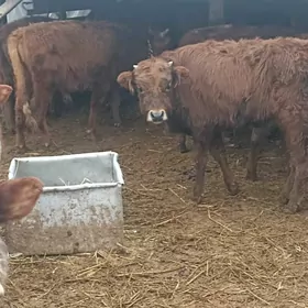 öküzçe tüwe öküz göle