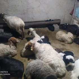 гузулы гойун