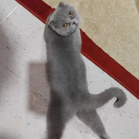 Шотландская вислоушка