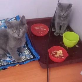 Веслауха пишик чага