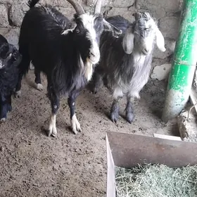 GEÇI OWLAKLI HEM ÇEWIȘ