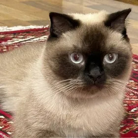 СЯМСКИЙ КОТИК