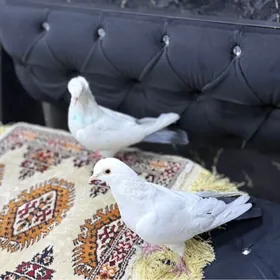 Голуби