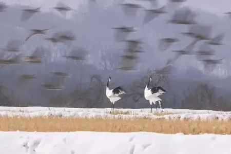 Птицы, лисицы и туман: объявлены победители фотоконкурса Nandagang