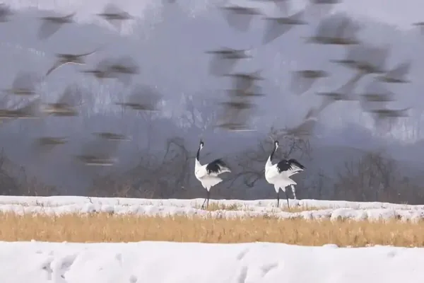 Птицы, лисицы и туман: объявлены победители фотоконкурса Nandagang