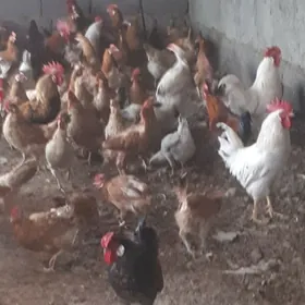 Horoz  Хороз  товук Tovuk